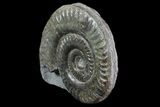 Jurassic Ammonite (Hildoceras) - England #81301-1